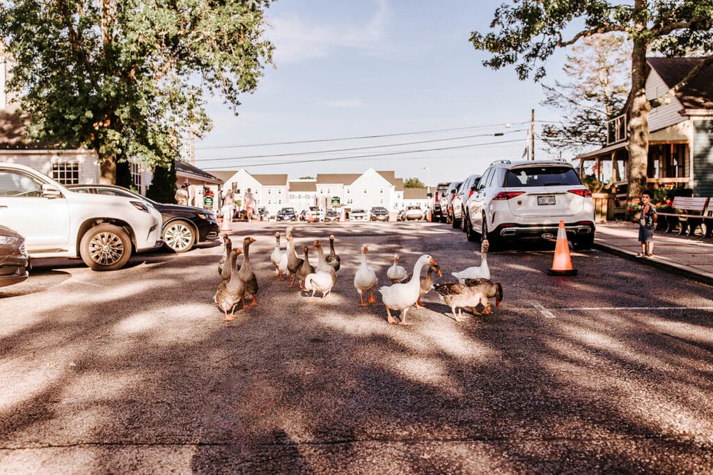 On a beautiful fall day with blue skies, a group of ducks walking in the middle of Historic Smithville, with cars and people watching by along the sidewalks.