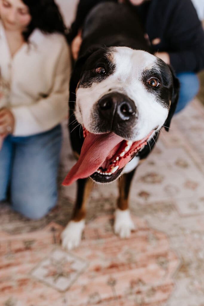 Close-up of Dunkin, a happy black and white family dog with his tongue out, during an in-home newborn session in Pottstown, PA. A joyful moment captured by Chester County newborn photographer Kayla Aspen.