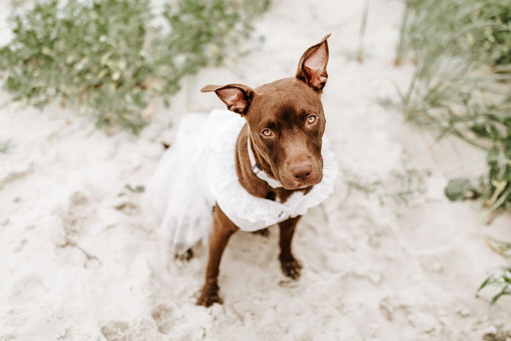 Cora the dog in a white Etsy dress, sitting in the sand during a Cape May engagement session